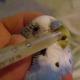 What can budgerigars hurt and how to treat them?