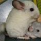 Breeding chinchillas as a business at home