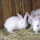 Business plan for breeding rabbits