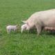 Pig farm business plan Breeding pigs as a business why