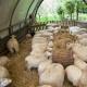 Breeding sheep for meat as a business Keeping sheep at home for beginners