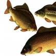 Business plan for carp breeding