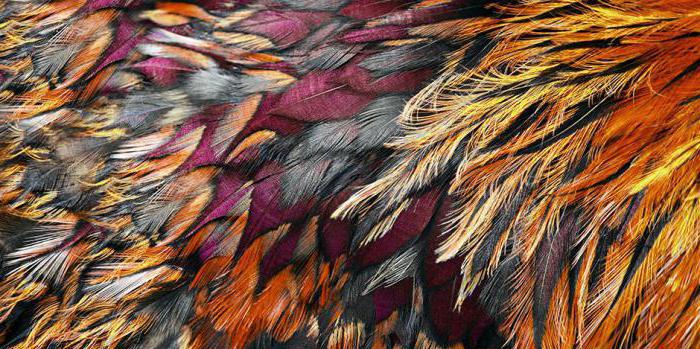 Down feather of a bird. Anatomy of a bird feather. Types of feathers. Steering and fly feathers