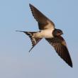 Where the swallows winter. Barn Swallow. Highlights in arranging a nest