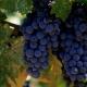 Growing grapes for home business