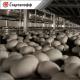 Growing champignons as a business - preparation, production technology, possible risks + tips on how to determine the profitability of a business